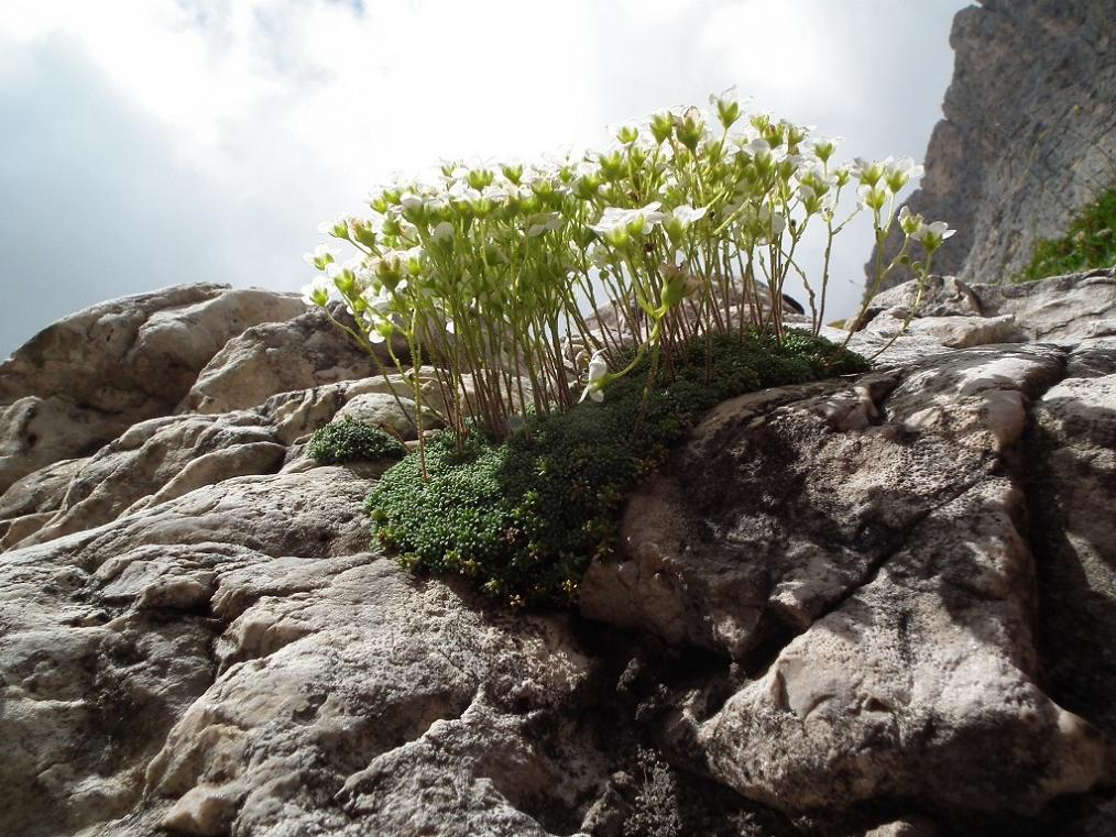 Saxifraga squarrosa